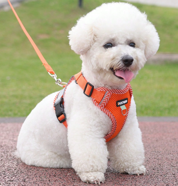 Harmais Chien Taille M orange,jaune,vert